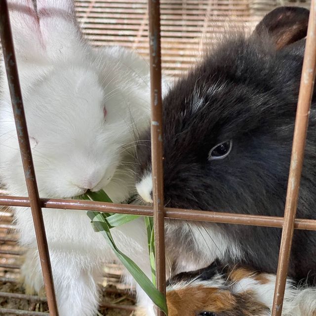 Petting zoo in KL city 