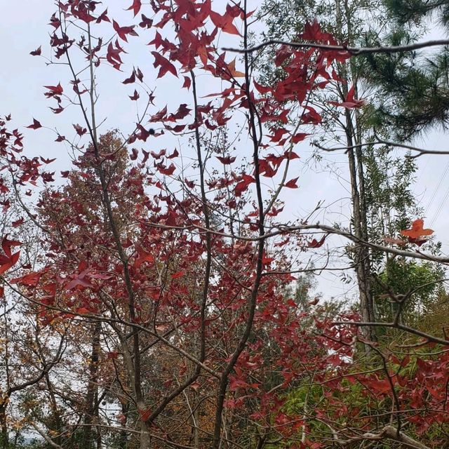 睇紅葉季節~~大棠紅葉🥰🤩😍 睇紅葉季節~~大棠紅葉🥰🤩😍