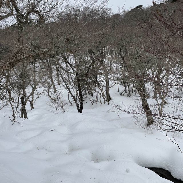 한라산에 눈이 얼마나 쌓였는지 궁금하시죠?☃️🙂