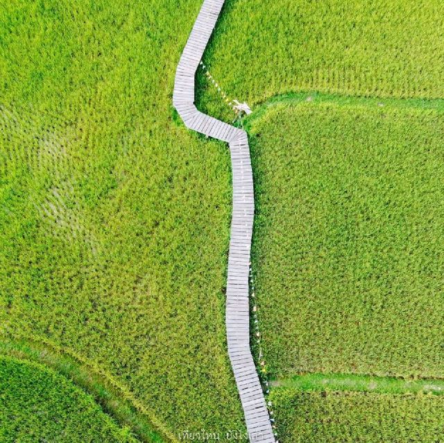 ทุ่งนา สะพานไม้ ใบเสมาหินโบราณ เต่างอย สกลนคร
