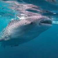 Whale Shark Watching in Oslob