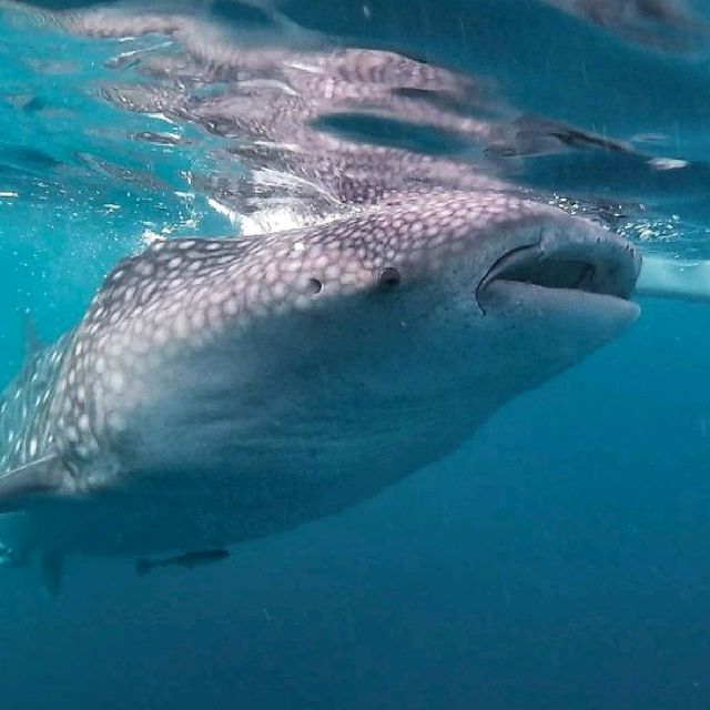 Whale Shark Watching in Oslob