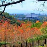 鹿さんに会える山【若草山】