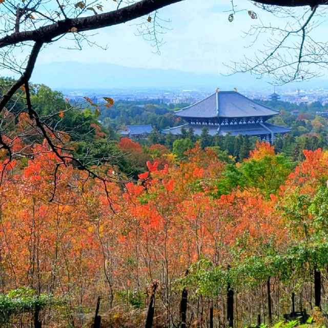 鹿さんに会える山【若草山】