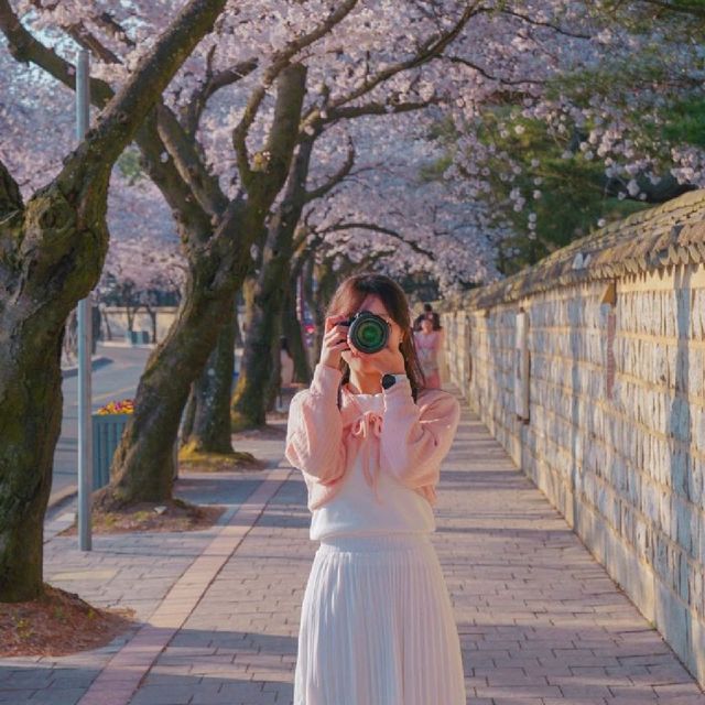 🌸경주에서 가장 예쁜 벚꽃길 [대릉원 돌담길]