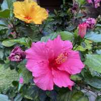 元朗賞花好去處～紫色風信子、彩色雛菊、大紅花、杜鵑花、繡球花等