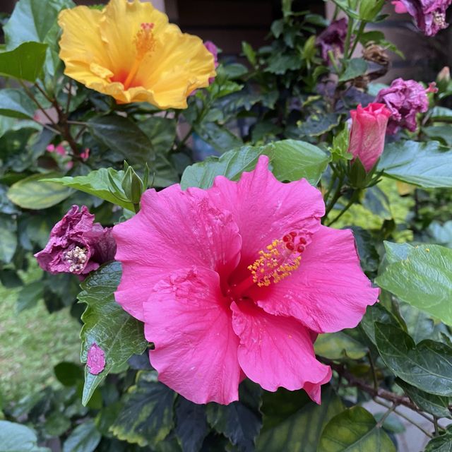 元朗賞花好去處～紫色風信子、彩色雛菊、大紅花、杜鵑花、繡球花等