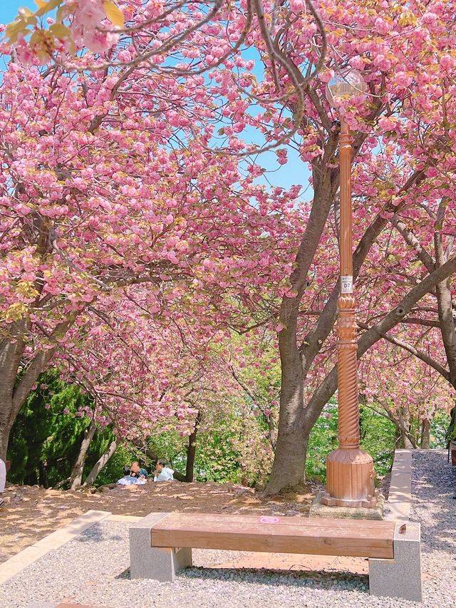 부산의 겹벚꽃 명소 민주공원 