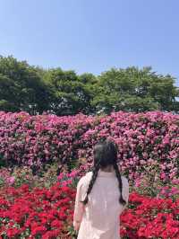 [과천] 과천에 꽁꽁 숨겨둔 아름다운 피크닉 존/풍성한 장미 꽃동산🌹