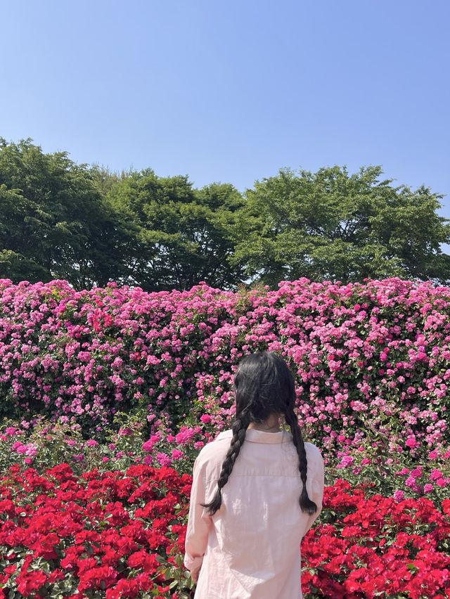 [과천] 과천에 꽁꽁 숨겨둔 아름다운 피크닉 존/풍성한 장미 꽃동산🌹