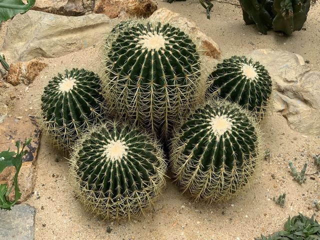 本地遊 | 坐港鐵遊香港 | 金鐘站 | 香港公園｜鬧市賞花好去處