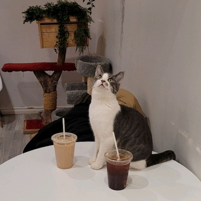 캐나다 고양이 카페 