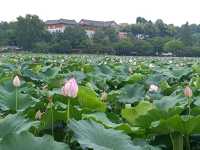 Deokjin Park Day View 