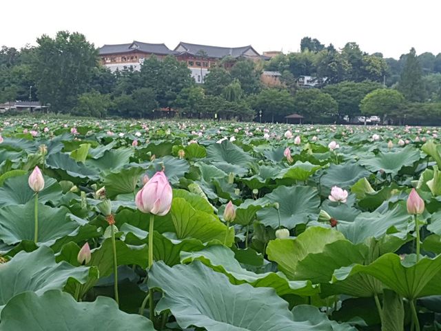 Deokjin Park Day View 