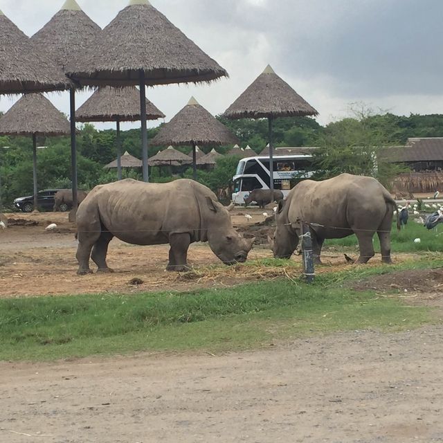 Get close to Animals in Bangkok