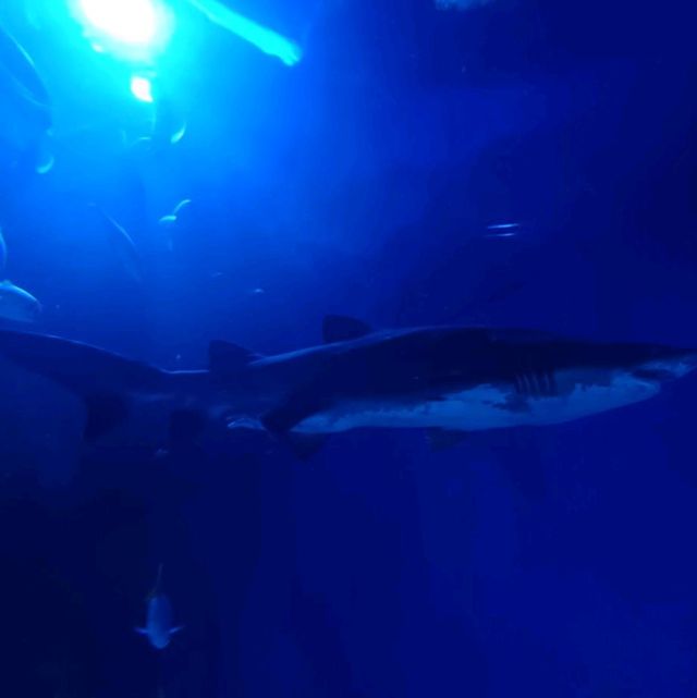 School Holidays Activities at Aquaria KLCC