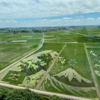 世界最大の田んぼアート
