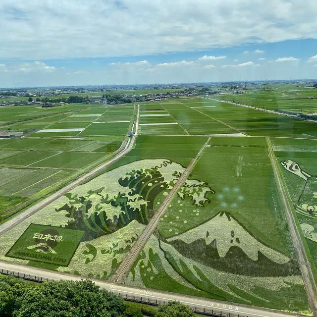 世界最大の田んぼアート