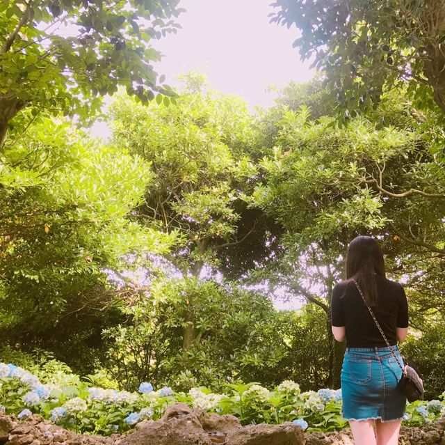 [수국과 함께하는 식물원 카멜리아힐]