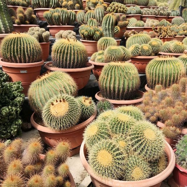 Alot of cactus! 