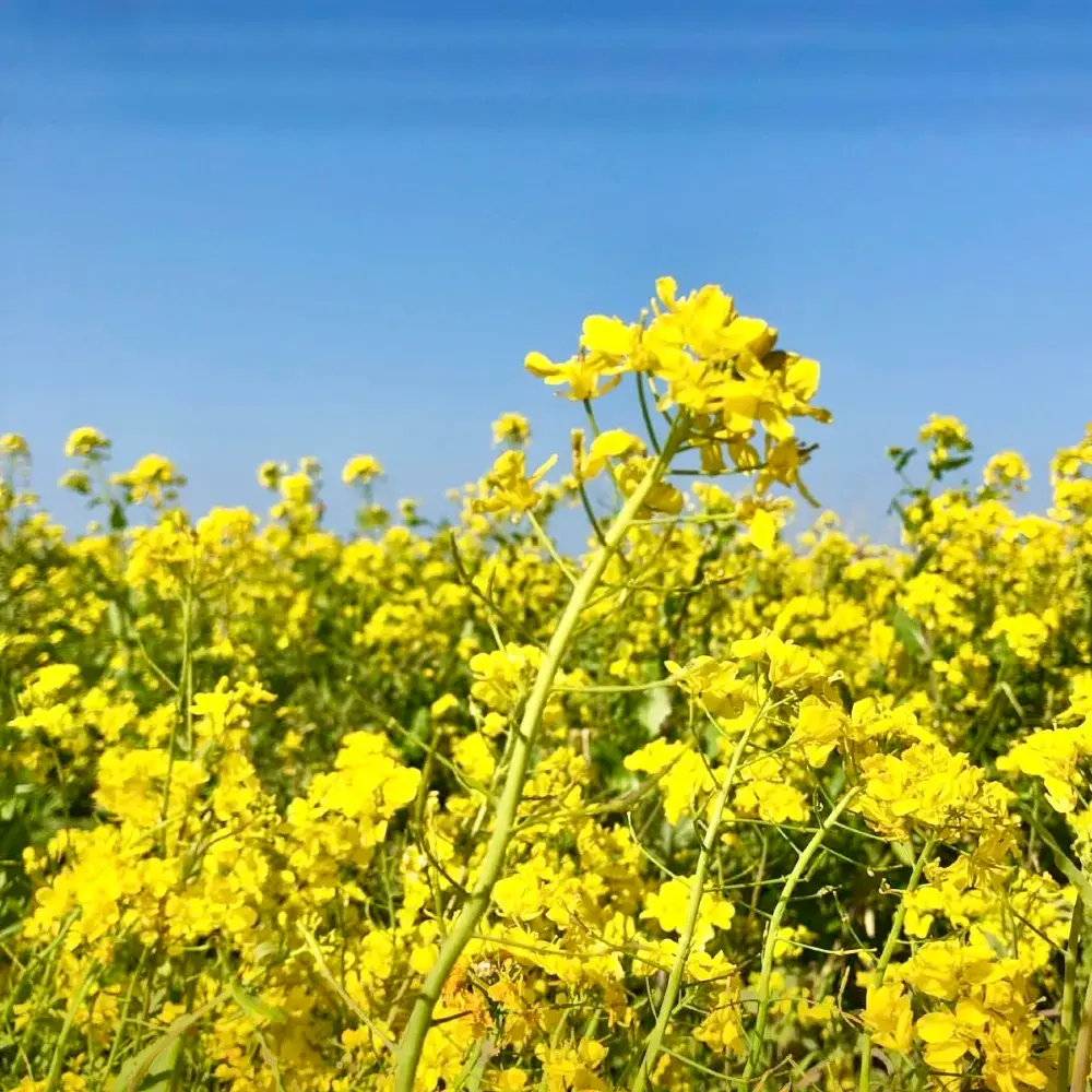 🌼 제주의 봄, 유채꽃 보러 우도가요 🌼