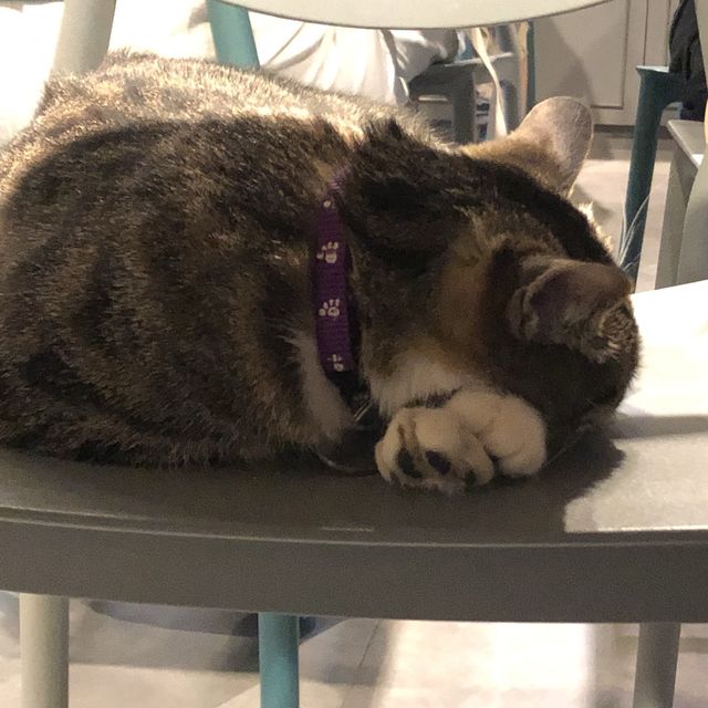 🐱奴必到既地方