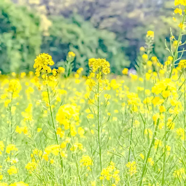 浜離宮の菜の花畑