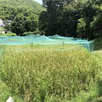 Lai Chi Wo- The UNESCO Geopark in Hong Kong 
