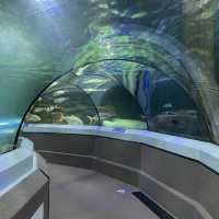 SEA LIFE 선샤인코스트 수족관 , SEA LIFE Sunshine Coast Aquarium