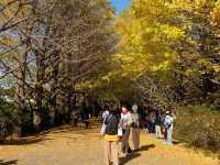 國營昭和紀念公園銀杏大道🌟🌟