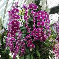 Cloud Forest