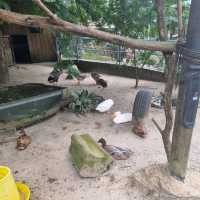 The Rainforest Kidzworld In Mandai Zoo