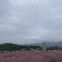 첨성대 옆 핑크뮬리와 꽃밭🌷🌹