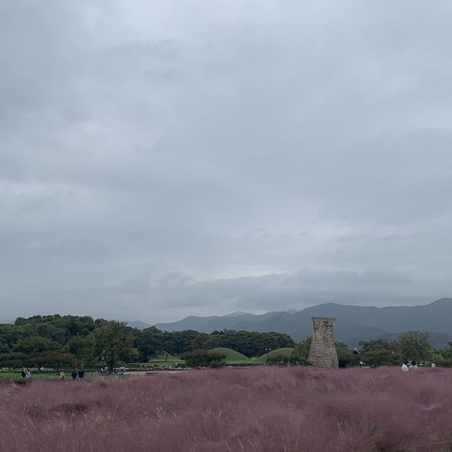 첨성대 옆 핑크뮬리와 꽃밭🌷🌹 첨성대 옆 핑크뮬리와 꽃밭🌷🌹