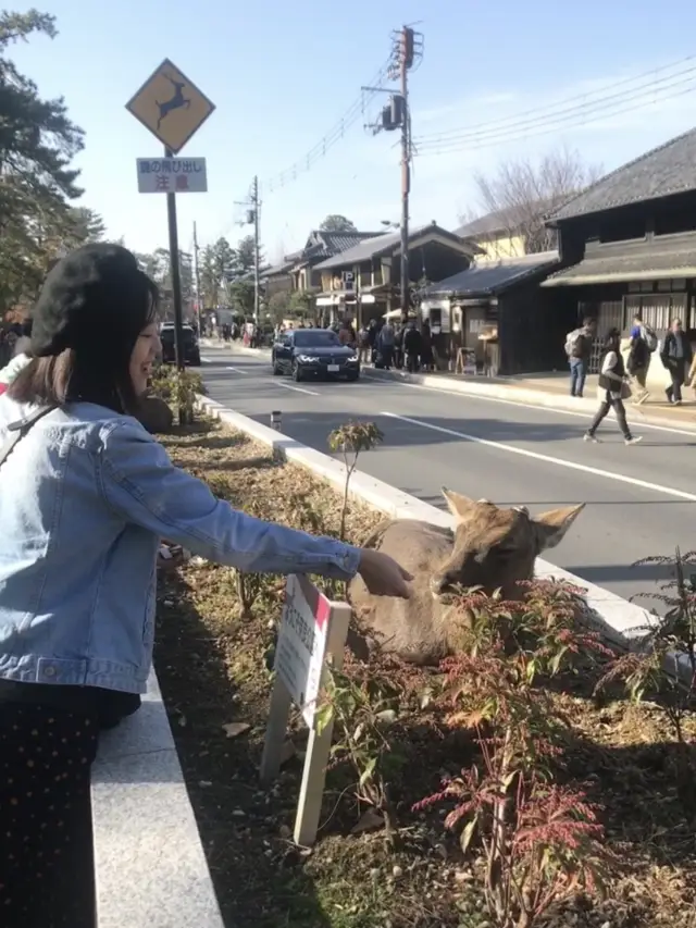 [교토여행] 사슴을 눈앞에서 🦌나라공원