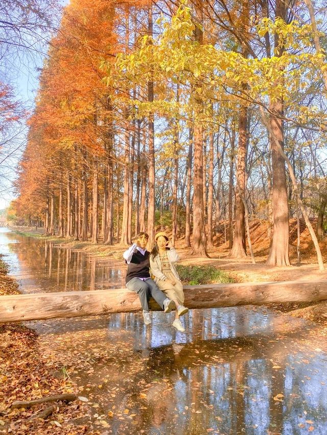 외나무다리 포토존으로 유명한 #천년숲정원 🍁 
