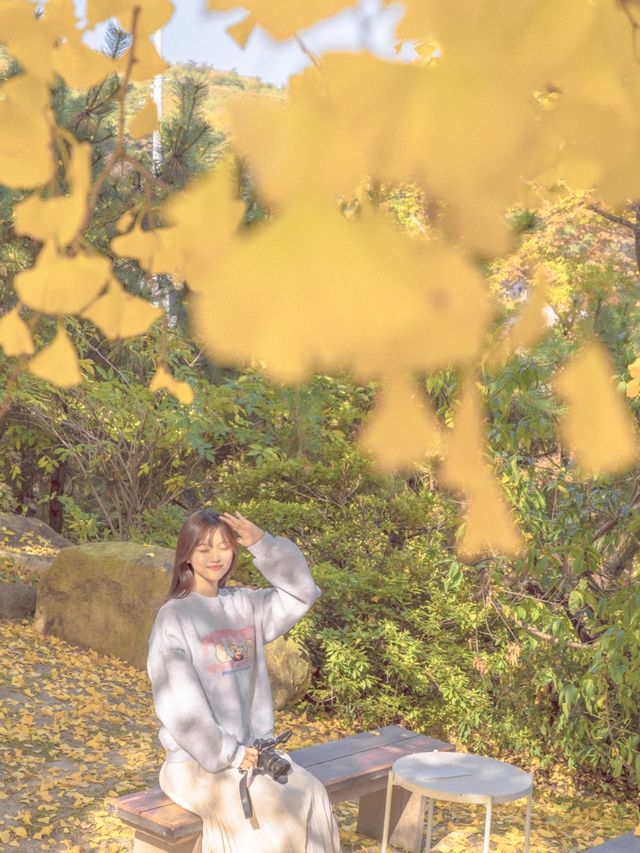은행나무와 감나무가 있는 카페💛