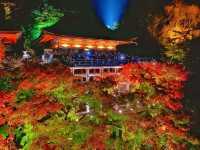 秋の京都。清水寺のライトアップ。『清水の舞台』