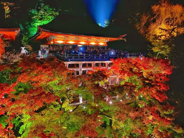 秋の京都。清水寺のライトアップ。『清水の舞台』