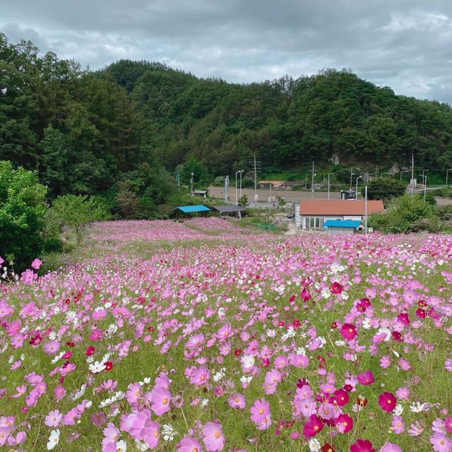 횡성 코스모스 맛집🌸