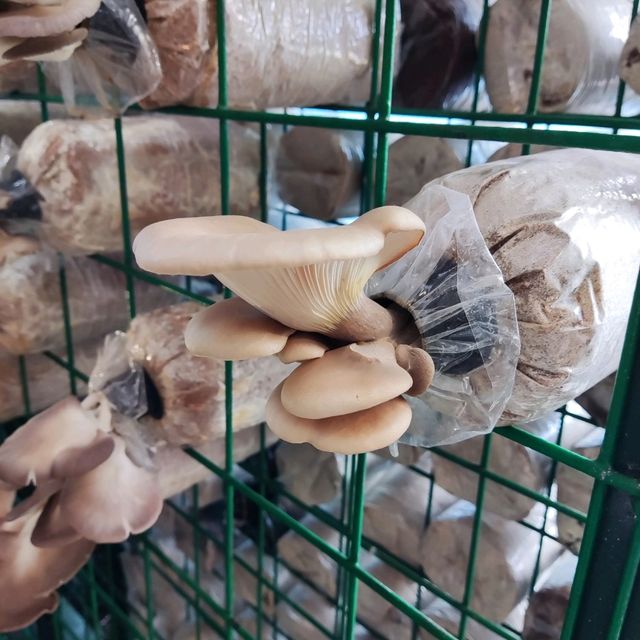 Wonder Farm Mushrooms Excellent Guided Tour