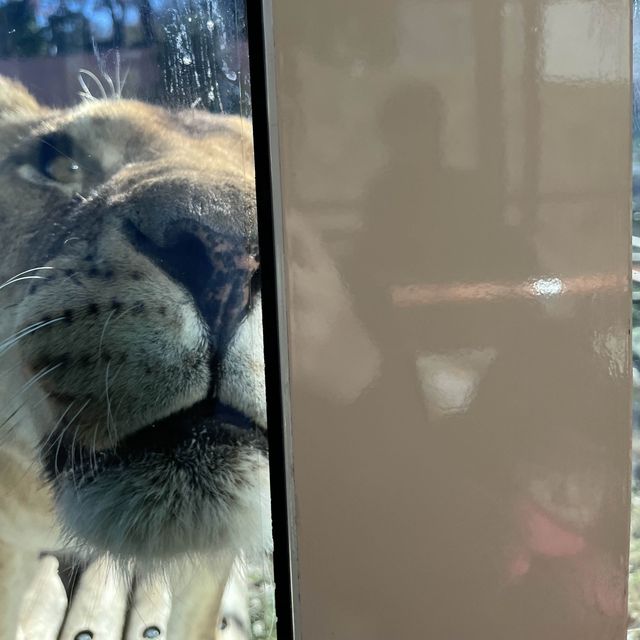 迫力満点ライオンバスと可愛い動物