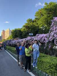蒜香藤//泰山楓樹河濱公園