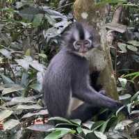 North Sumatra Jungle.