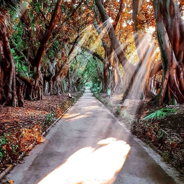 jardin d'essaie alger