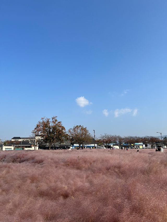 경주에 왔다면 첨성대와 핑크뮬리 🌸