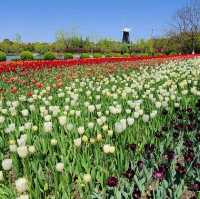 Tulip Paradise in Shanghai
