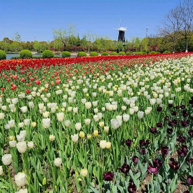 Tulip Paradise in Shanghai