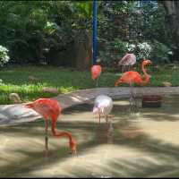 Flamingo spotting at Wuzhizhou Island 🏝 