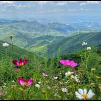 Flower spotting in Moganshan